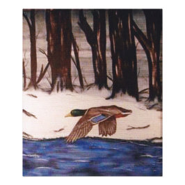 Foto Mallard Duck on a Mission