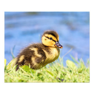 Foto Mallard Duckling