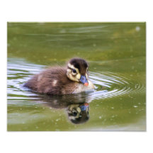 Mallard Duckling