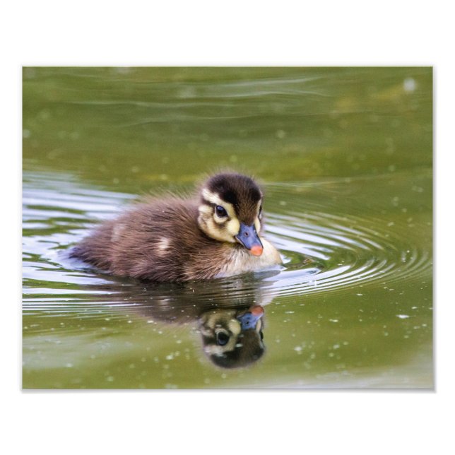 Foto Mallard Duckling (Frente)