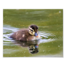 Mallard Duckling