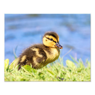 Foto Mallard Duckling