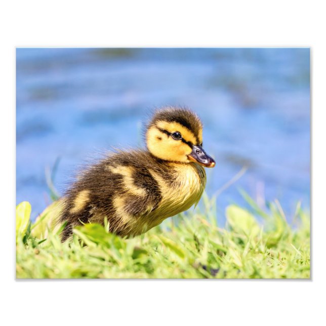 Foto Mallard Duckling (Frente)