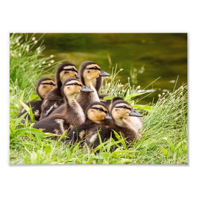 Foto Mallard Ducklings (Frente)