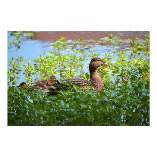 Foto Mallard y Ducklings-Natación por Shirley Taylor