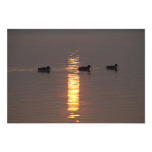 Foto Mallards