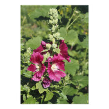 Malva real de 13"x19"