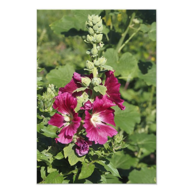 Foto Malva real de 13"x19" (Frente)