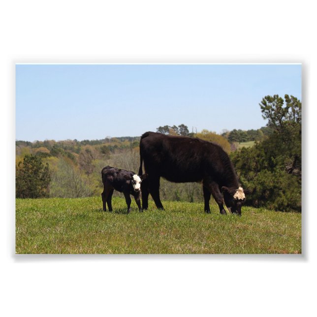 Foto Mama Cow y Calf en Texas (Frente)