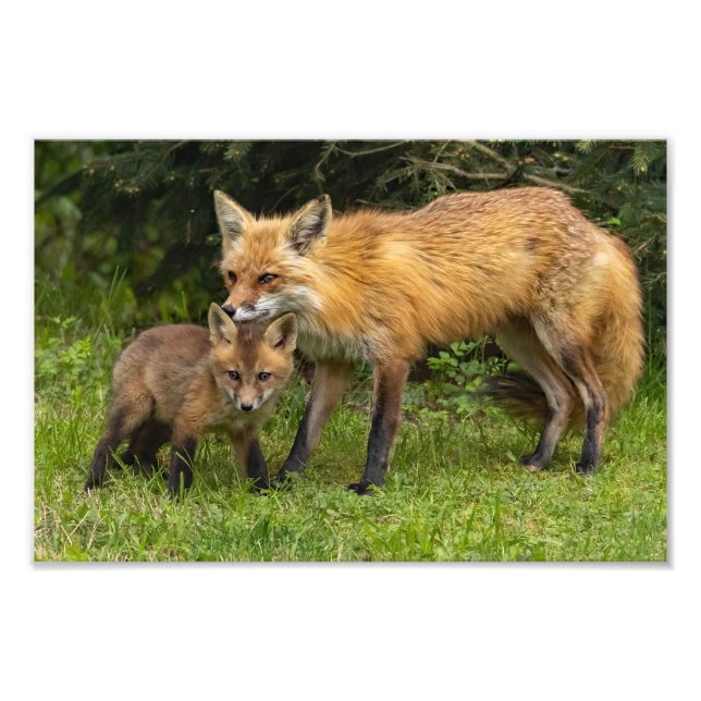 Foto Mamá de la Fox Roja y Joven (Frente)