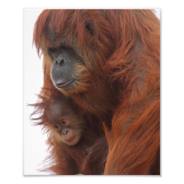 Foto Mamá y bebé Orangutan (Frente)