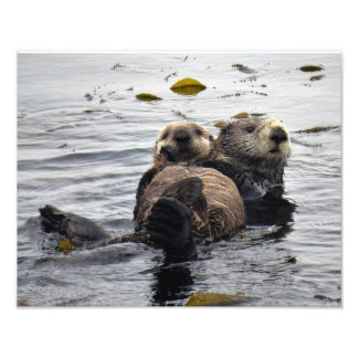 Foto Mamá y cachorro de nutria marina