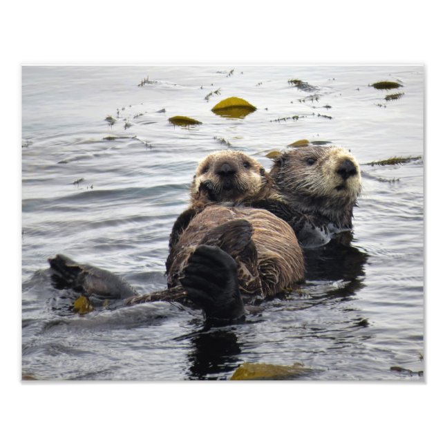 Foto Mamá y cachorro de nutria marina (Frente)