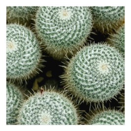 Foto Mammillaria hahniana