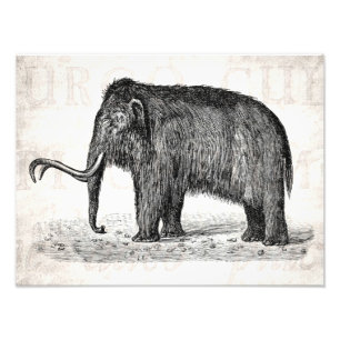 Foto Mamuts lanosos del ilustracion del mamut lanoso