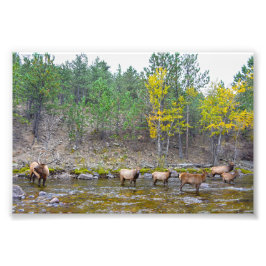 Foto Manada de alces vadeando en el río Big Thompson