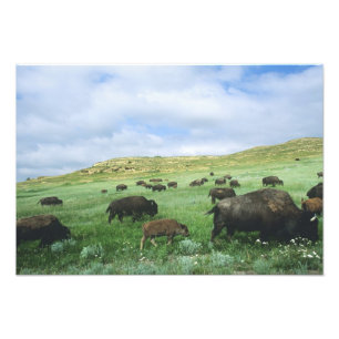 Foto Manada de bisontes pastan hierba de pradera en The
