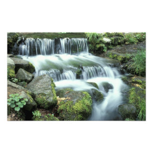 Foto Manantial de helechos, Parque Nacional Yosemite