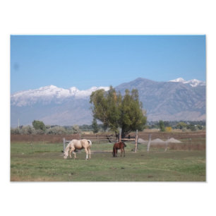 Foto Mancha de caballos
