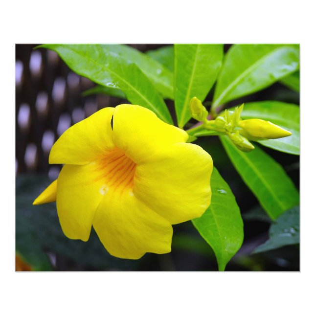 Foto Mandevilla amarilla (Frente)