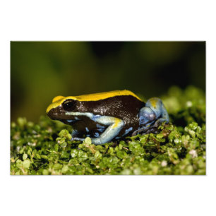 Foto Mantella de oreja negra, Mantella expectata,