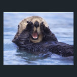 Foto Mantequilla de mar | Alaska, EE.UU.<br><div class="desc">Las nutrias del mar de Alaska son los miembros más grandes de la familia de comadrejas de Norteamérica � Daisy Gilardini / DanitaDelimont.com</div>