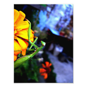 Foto mantis