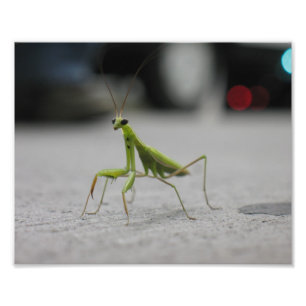 Foto Mantis religiosa
