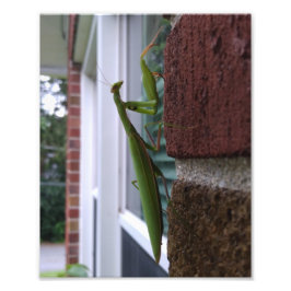 Foto Mantis religiosa en pared de ladrillo