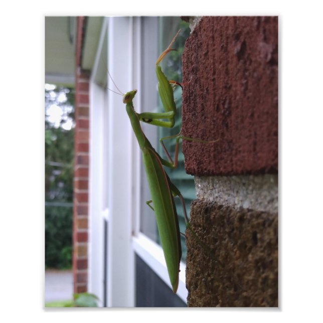 Foto Mantis religiosa en pared de ladrillo (Frente)