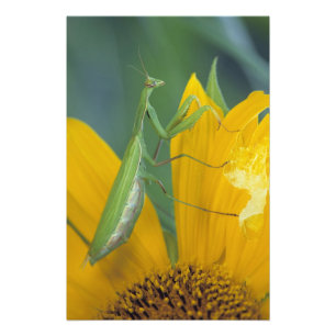 Foto Mantis religiosa hembra