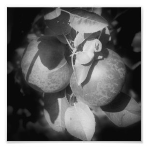 Foto Manzanas McIntosh Sobre Árbol En Blanco Y Negro 8x