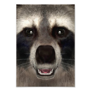 Foto Mapache