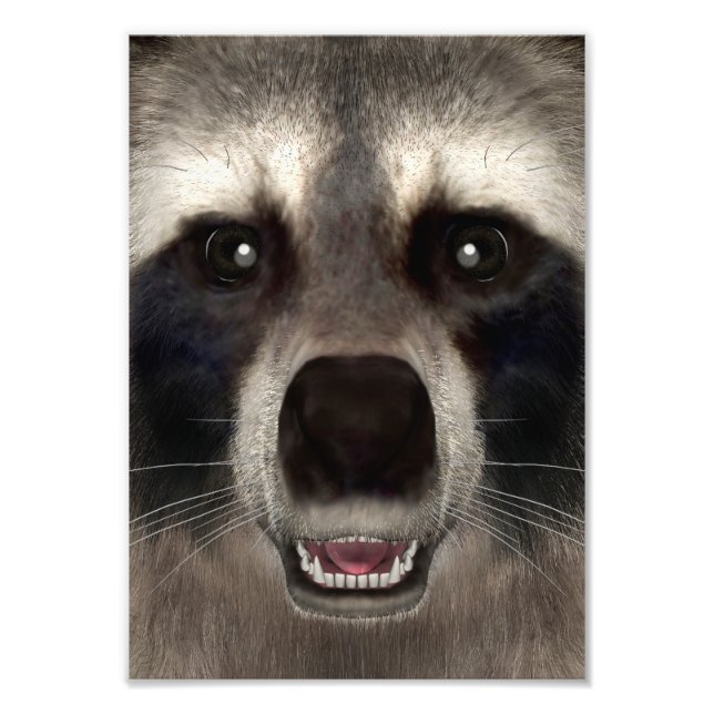 Foto Mapache (Frente)