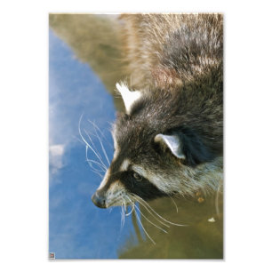 Foto Mapache