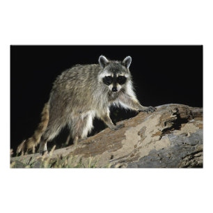 Foto Mapache Norteño, Procyon lotor