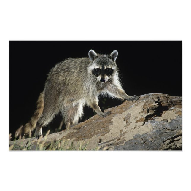 Foto Mapache Norteño, Procyon lotor (Frente)