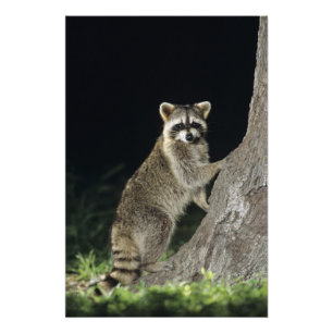 Foto Mapache norteño, Procyon lotor, adulto en árbol