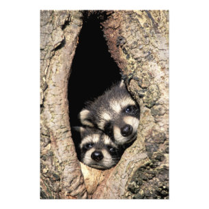 Foto Mapaches bebés en cavidad de árbol Procyon