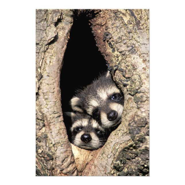 Foto Mapaches bebés en cavidad de árbol Procyon (Frente)