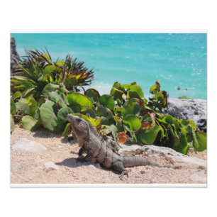 Foto Mar de iguana y turquesa
