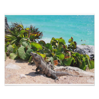 Foto Mar de iguana y turquesa