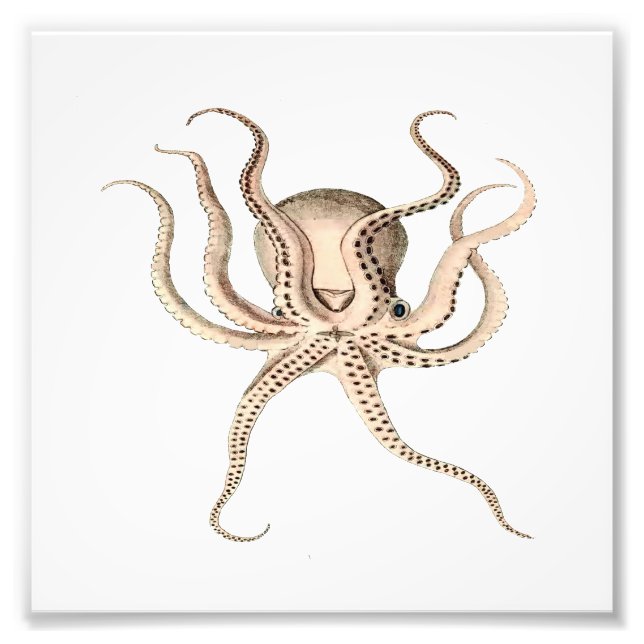 Foto Mar Octopus, playa, baño náutico (Frente)