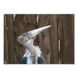 Foto Marabou Stork