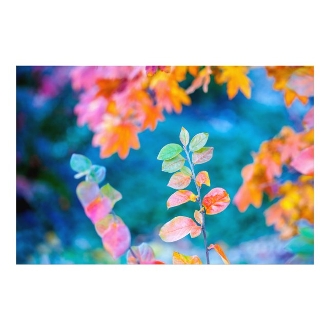 Foto Maravillosas hojas de montaña (Frente)