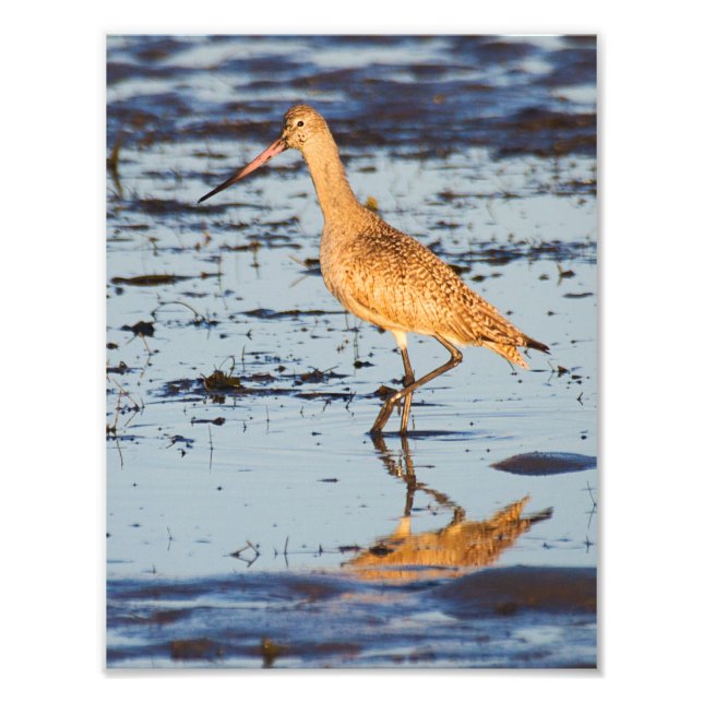 Foto Marble Godwit en el Océano Pacífico (Frente)