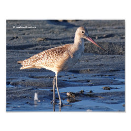 Foto Marble Godwit en Sunset