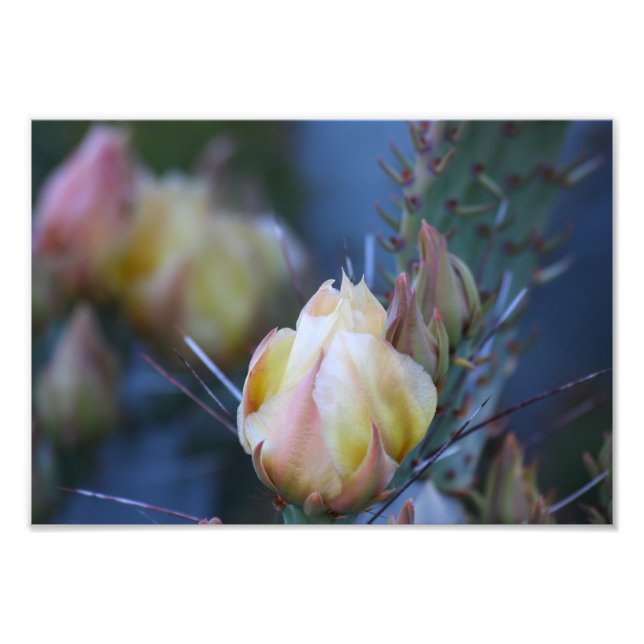 Foto Marfil cactus bud (Frente)