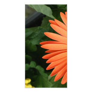Foto margarita anaranjada del gerbera (1 de 3)