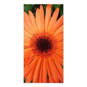Foto margarita anaranjada del gerbera (2 de 3)